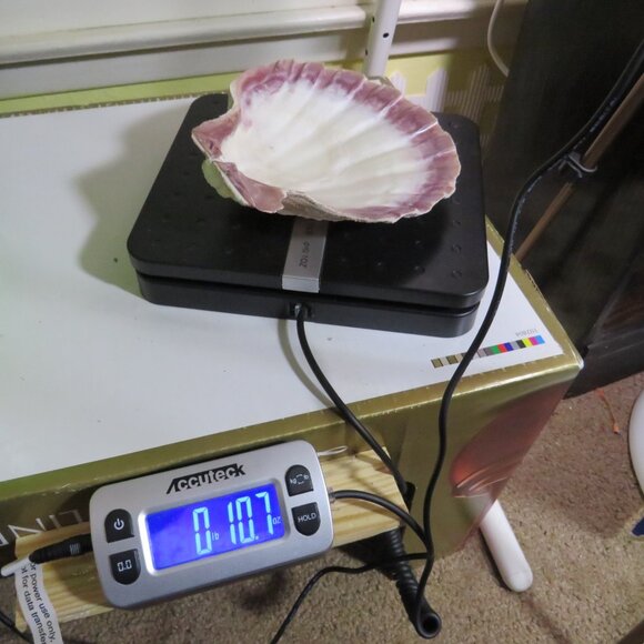 REAL Sea Shells PURPLE wide variety of sizes (all items in 1st pic) 1lb + - Picture 13 of 16